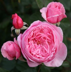 KISS ME KATE (climber)